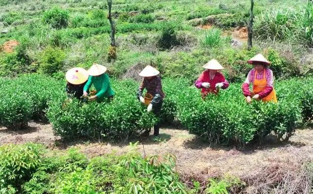 千城百县看中国｜福建长泰：高山有机茶叶采摘忙