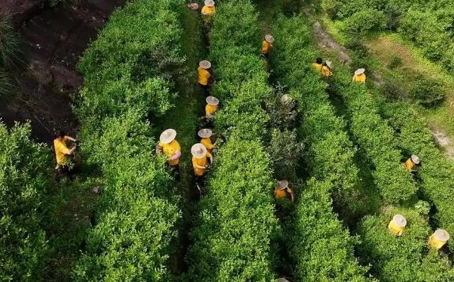 一片绿叶何以成为乡村振兴“金叶”