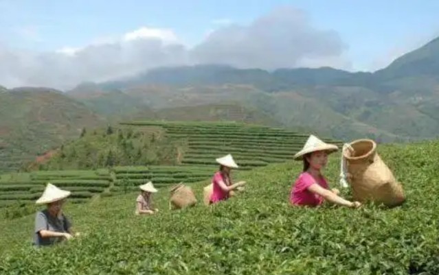 “美人茶”变身时尚单品 福建茶人创新开拓女性市场