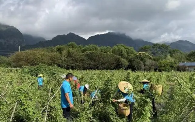 江永白首乌花茶：非遗传承中的芬芳密码