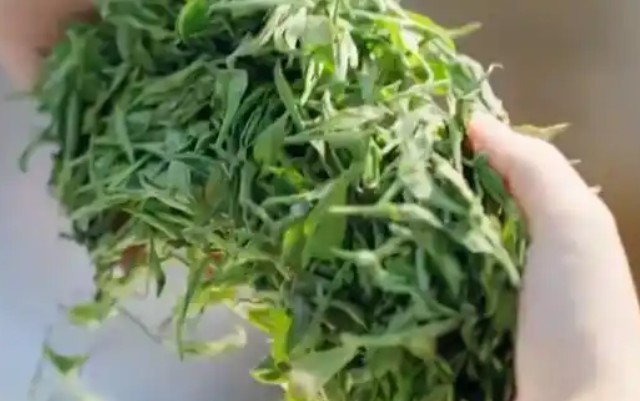 天台传统茶产业焕新，茶更香了