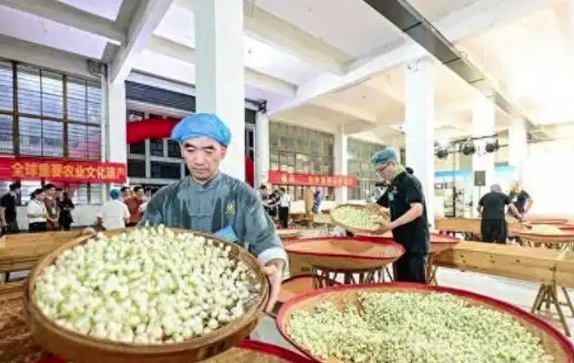 福州茉莉花茶传统工艺传承大赛落幕