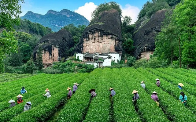 观茶家丨“后申遗时代”的中国茶：解锁传承与创新密码