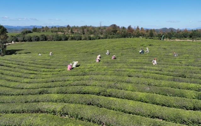 岑巩：“质”育“金叶子” 茶韵润山乡