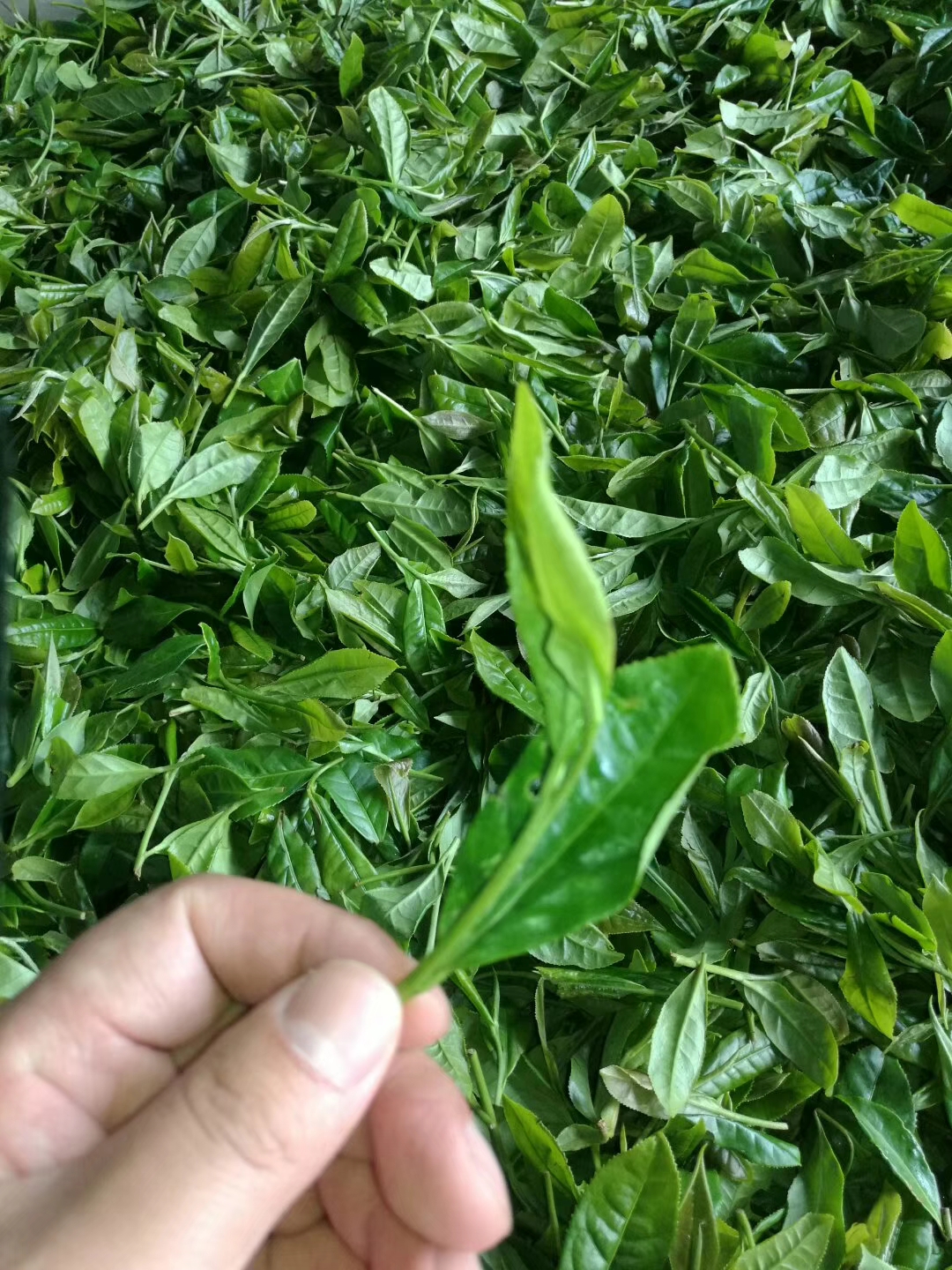 3680403052ee17d4b7dbd2e21278cf41.jpg 3680403052ee17d4b7dbd2e21278cf41.jpg