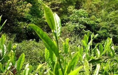 a41395e49d8468bdcd314f20723adcc8.jpg a41395e49d8468bdcd314f20723adcc8.jpg