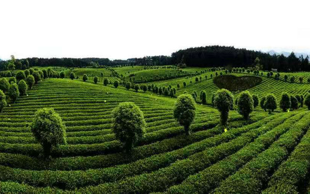 477e400c83944aeb9ebd2e3818c8c9fa.jpg 477e400c83944aeb9ebd2e3818c8c9fa.jpg