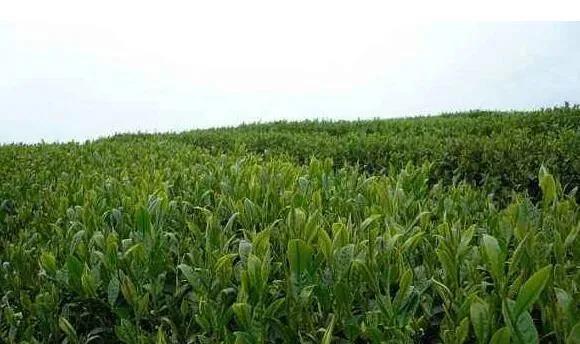 c96ba818fd81de363a39ff9c345cf25a.jpg c96ba818fd81de363a39ff9c345cf25a.jpg