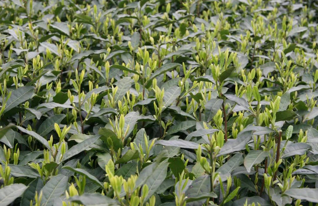 a7dd5cf15271fce5b072d07be76c6ec5.jpg a7dd5cf15271fce5b072d07be76c6ec5.jpg